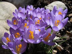 Crocus Flower Purple Close