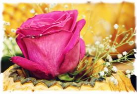 Rose Blossom Bloom Red