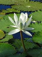 Flower White Lily