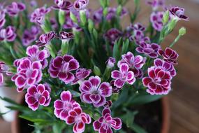 Sweet William Purple Flowers