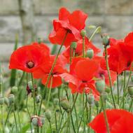 Poppy Flower Summer Wild
