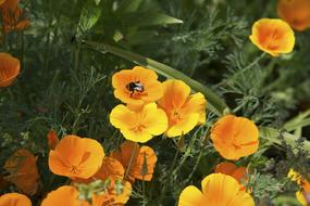 yellow Poppy Flower Bud