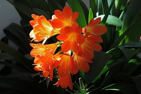 orange Clivia Flowers Backlighting