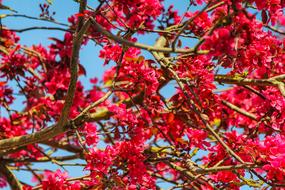 red flowering tree close up