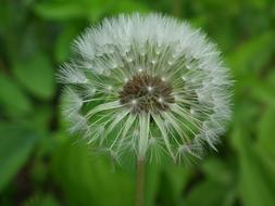 Dandelion