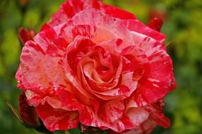 Painter Rose in Garden