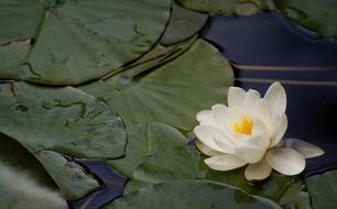 Water Lilies Nannufero Flower in pond