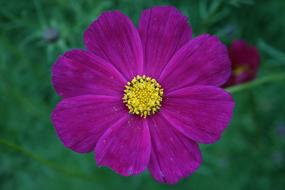 Close-up of the beautiful, blooming, purple and yellow flower, at blurred background with green leaves