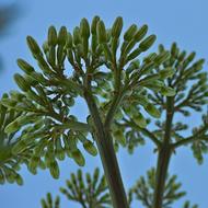 Agave Flower in a blurred blue background