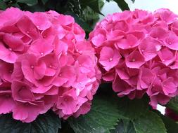 large pink hyocinths in the garden