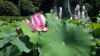 Pink Lotus Flower and Green leaves