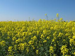 Rapeseed Fields
