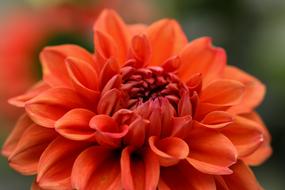 bright orange dahlia in the garden