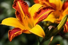 Close-up of the beautiful and colorful, blossoming dahlia flowers on the stems, at blurred background