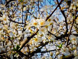 Flower Schlehe tree at Spring