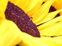 yellow flower as a sunflower