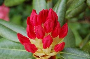 red buds of Rhododendron close up