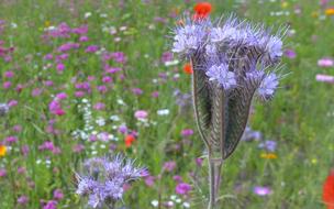 spring blooming wildflowers