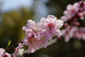 pink flowering branches close-up in a blurred background