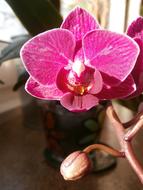 Windowsill Flower Orchid