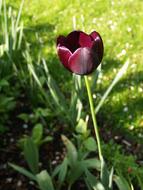 Flower Tulip