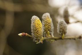 willow tree catkins with yellow pollen