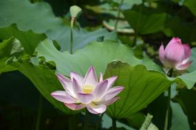 Lotus Flowers at Summer