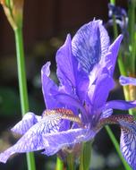 Iris Flower Shage in garden