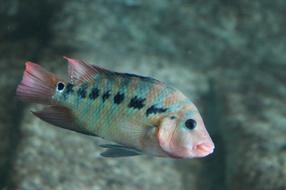 Fish Tropical Underwater