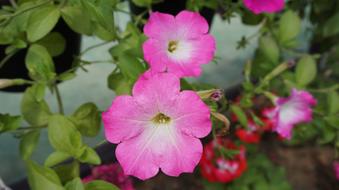pink flowers in the garden close-up on a blurred background