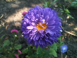 Blue Flower Spring