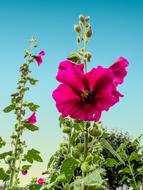 mallow inflorescences with red flowers at sky