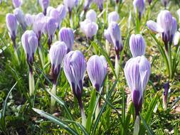 purple Crocus Flowers at Spring