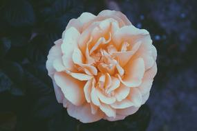 Rose Orange White