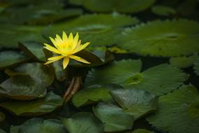 Beautiful, yellow water lily flower among the green leaves in the pond