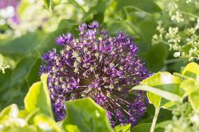 purple Garden Flowers and leaves