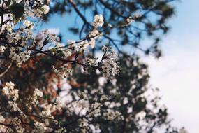 blooming spring flowers on branches