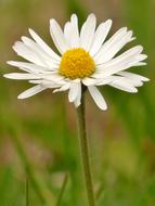 Closeup view of white Daisy Blossom Bloom