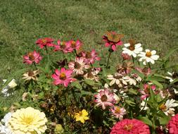 Prairie Flowers Summer