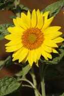 Sunflower Large Blossoms