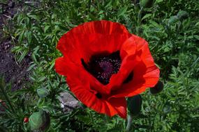 Poppy Red Blossom on grass