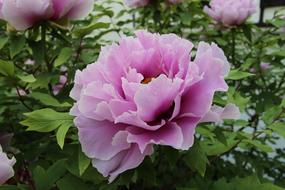 blooming purple peonies in the garden