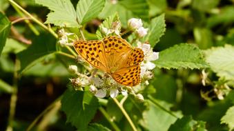 Butterfly Orange Silver-Washed