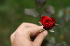 Flower red Rose in Hand