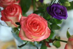 pink roses in a vase in a blurred background