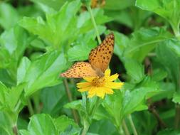 Butterfly Adopt Honey on Flower