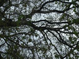 spring green tree against the sky