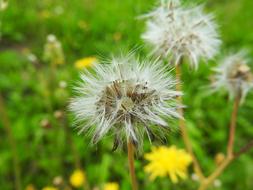 Close-up of the beautiful, white and yellow dandelion flowers among the green leaves