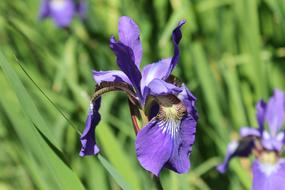 Iris Blossom Bloom garden