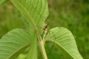 Spider Long Legs Summer